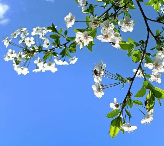 Kulinarik im Läuterhäusle